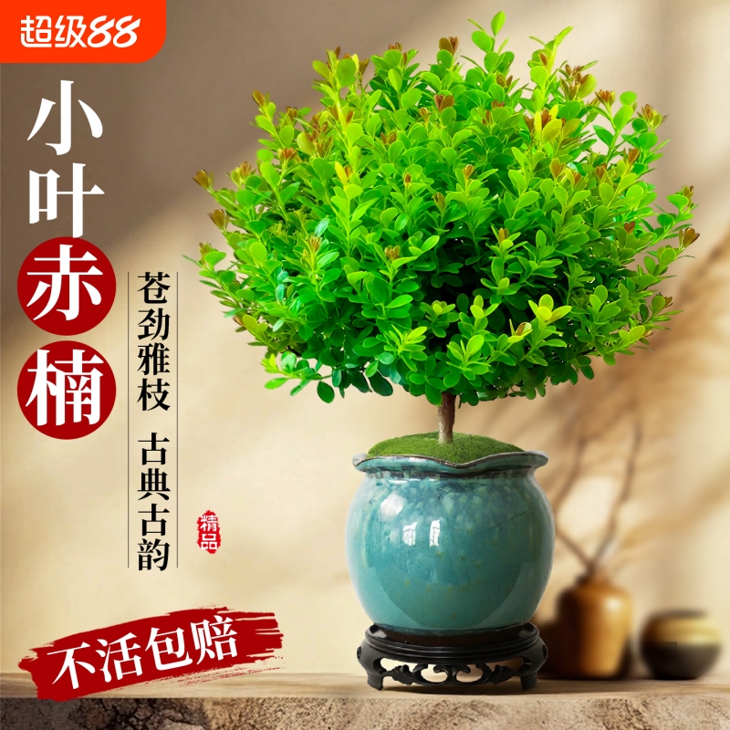 小叶赤楠盆景老桩植物禅意微景观好养金丝楠木室内桌面绿植小盆栽
