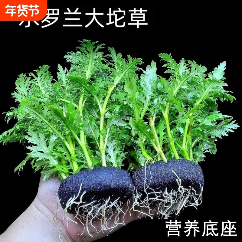 鱼缸新手懒人造景全套餐水草坨草植物活体阴性培绿植无需底砂生态
