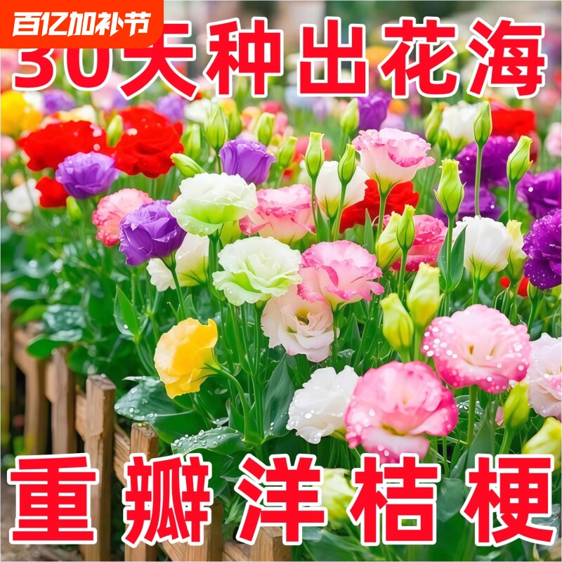 进口重瓣洋桔梗花种籽混色易活花卉种籽子四季播种开花花籽庭院