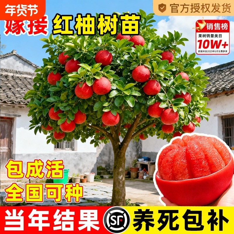 柚子树苗嫁接泰国暹罗红柚苗文旦红心蜜柚特大果树果苗种植庭院,鲜花速递/花卉仿真/绿植园艺,果树,淘宝优惠券,粉丝福利购,淘宝优惠卷