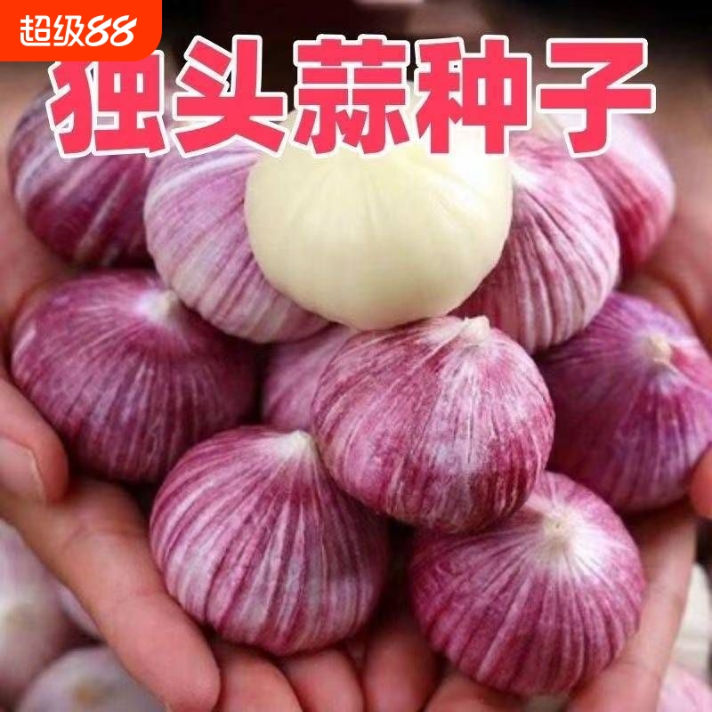 【2025年新种子】独头蒜种子紫皮正宗独头蒜种子促销活动