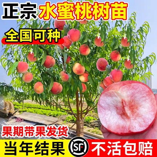 水蜜桃树苗嫁接黄桃树苖树当年结果南方北方种植树苗桃树果苗活苗