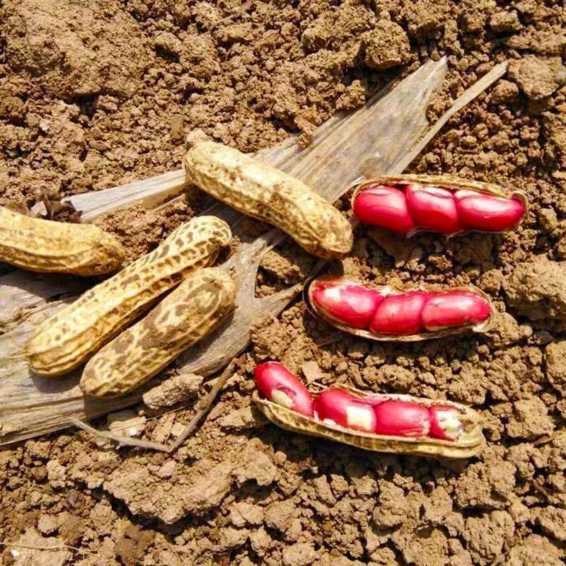 湖北新鲜湿花生带壳带泥红皮水果花生可水煮生吃凉拌,水产肉类/新鲜蔬果/熟食,新鲜花生,淘宝优惠券,粉丝福利购,淘宝优惠卷