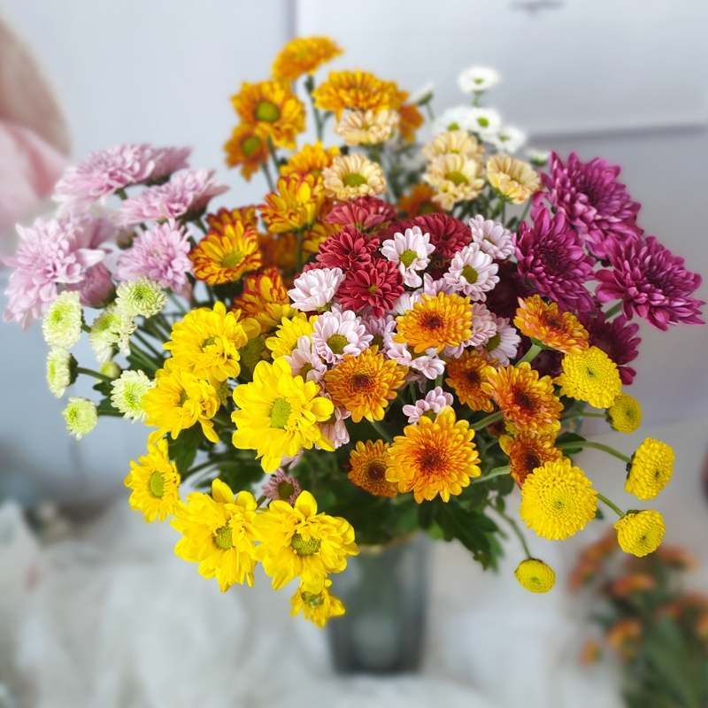 小雏菊多头鲜花云南鲜花基地直发鲜切花材家庭水养花束花束搭配