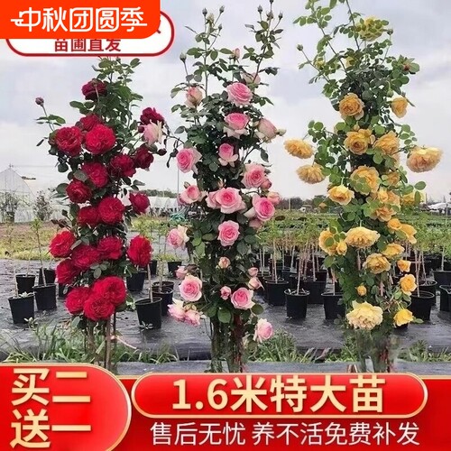 买2送1爬藤月季蔷薇花苗盆栽花卉多季开玫瑰庭院藤本植物阳台小苗