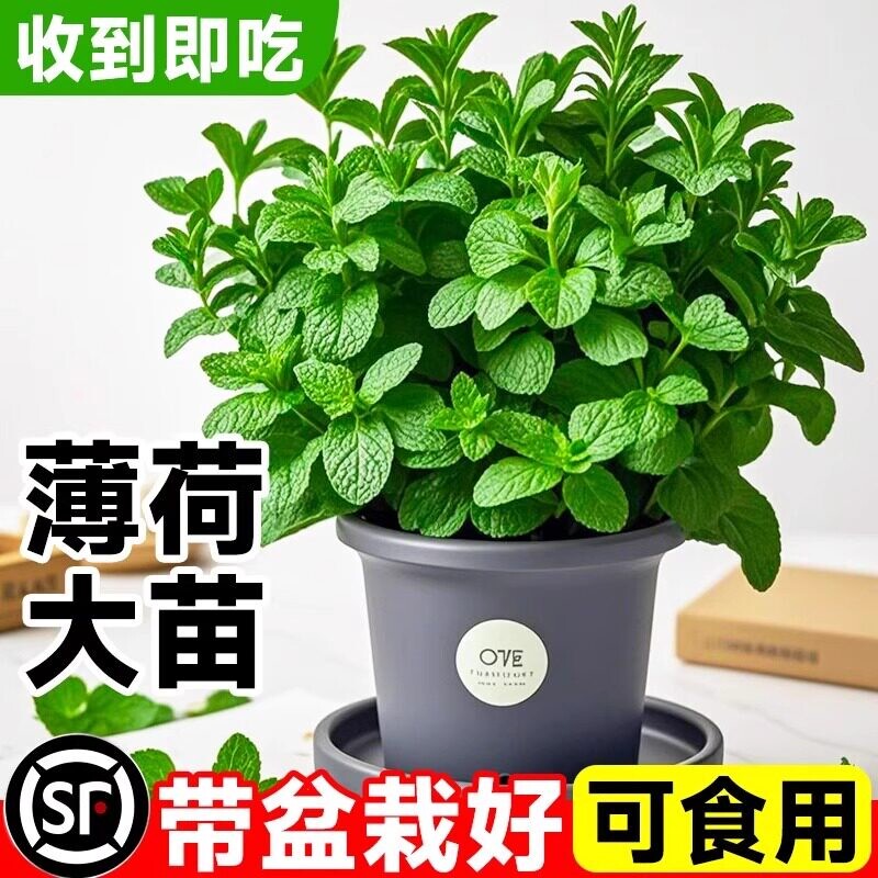 留兰香薄荷盆栽可食用种植苗驱蚊植物室内好养水培柠檬猫客厅大盆