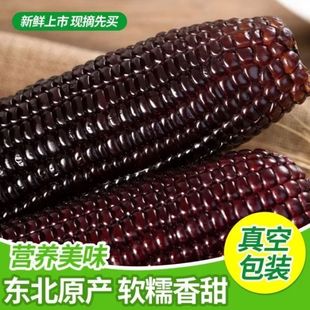 新苞米鲜甜精选紫玉米黑糯玉米新鲜甜糯粘玉米棒加热即食代餐粗粮
