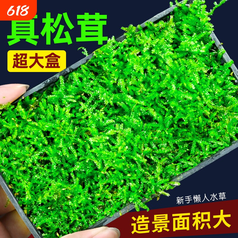 鱼缸松茸莫斯水草造景专用沉木石头造景慕斯树装饰前景阴性植物