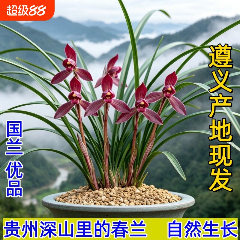 贵州名品春兰冬带花苞兰花苗浓香盆栽花卉室内国兰花草原生好养