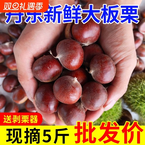 【粉糯】丹东生板栗当季新板栗生栗子糖炒板栗大板栗新鲜蔬菜批发