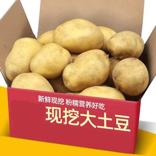 现挖土豆10斤新鲜 黄心黄皮新土豆农家蔬菜洋芋马铃薯5 包邮