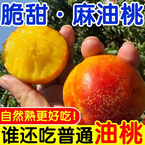 山西现摘黄心脆甜油桃当季新鲜
