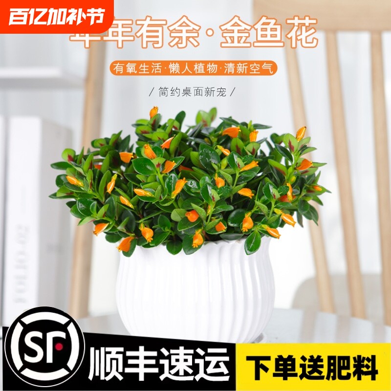 金鱼吊兰盆栽四季观花植物金鱼花室内客厅观花植物豆瓣绿四季常青