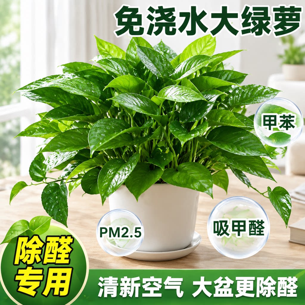 绿箩植物室内水培长藤大叶绿萝盆栽除甲醛净化空气好养垂吊直发