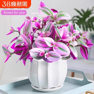 油画婚礼吊兰盆栽紫露兰花水培花卉多肉植物发财树室内好养小绿植