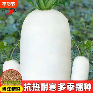 夏季夏抗40白萝卜种子大全水果萝卜籽蔬菜种子红萝卜大萝卜九斤