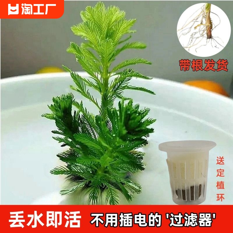 狐尾草净化水质水草植物真草鱼缸造景鱼草缸养鱼后景草水芙蓉淡水 宠物/宠物食品及用品 水草 原图主图