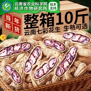 农科院云南七彩花生带壳新鲜晒干花生米农家自种彩色花生种子批发