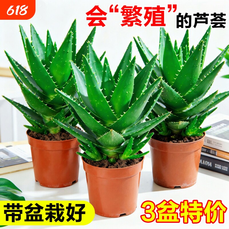 芦荟盆栽室内多肉植物办公桌绿植大盆客厅水培好养花卉小盆景阳台