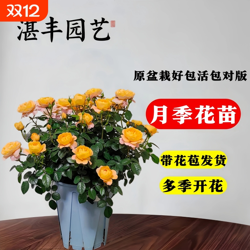 月季花盆栽四季开南北皆可种