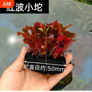 鱼缸造景红波坨草生态水草懒人水培增氧阴性淡水草植物好养活专业