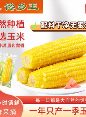 2025年东北新鲜头茬黄糯玉米真空独立包装黑土种植健康粗非即食