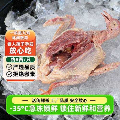 乳鸽生鲜5年老鸽子活体鲜活宰杀