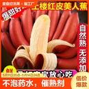 新鲜水果红紫皮香蕉自然熟 福建红美人香蕉咖啡蕉整箱当季 现货