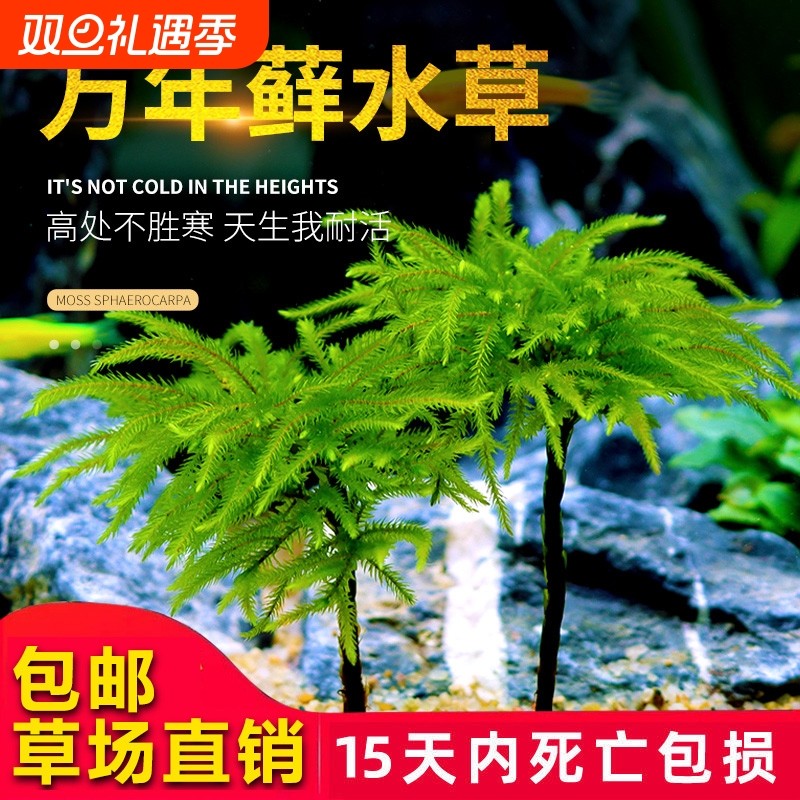 鱼缸水草鱼草万年藓水草活体耐活耐低温苔藓鱼缸水族箱生态瓶造景