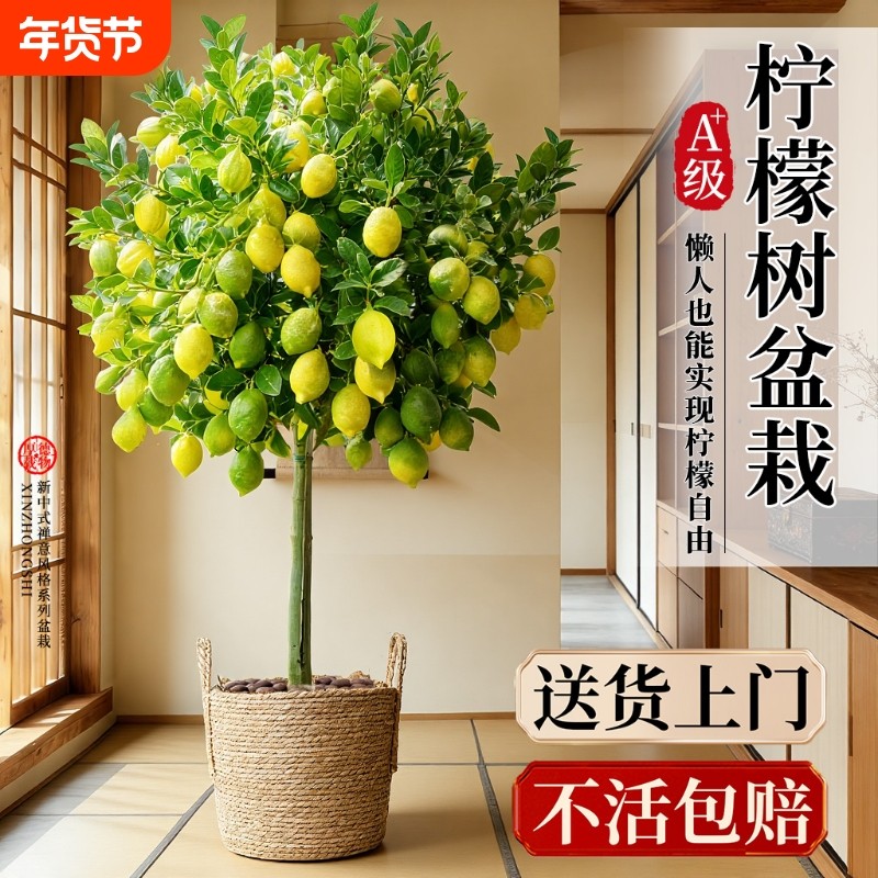 香水柠檬树盆栽带果四季旺宅绿植室内大型植物客厅阳台好养摆放,鲜花速递/花卉仿真/绿植园艺,大型绿植/成品组合盆栽,淘宝优惠券,粉丝福利购,淘宝优惠卷