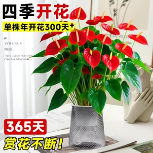 大号红掌水培盆栽带花大叶大花客厅绿植室内好养植物办公室桌面花