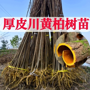 正宗厚皮川黄柏树苗四川发货正品剥皮黄皮药材黄柏树基地批发小苗