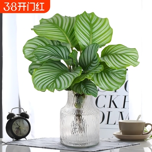 水培植物青苹果竹芋盆栽孔雀竹芋四季常青办公室内绿萝好养绿植物