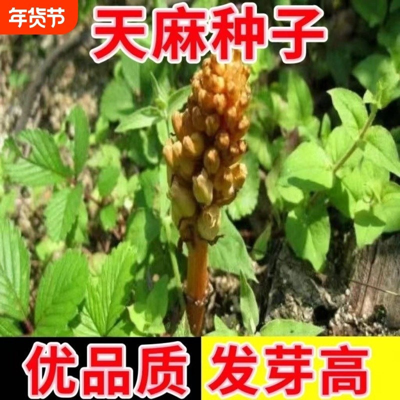 热销!高发芽率天麻种子秋冬种植高产蔬菜种子-JFE