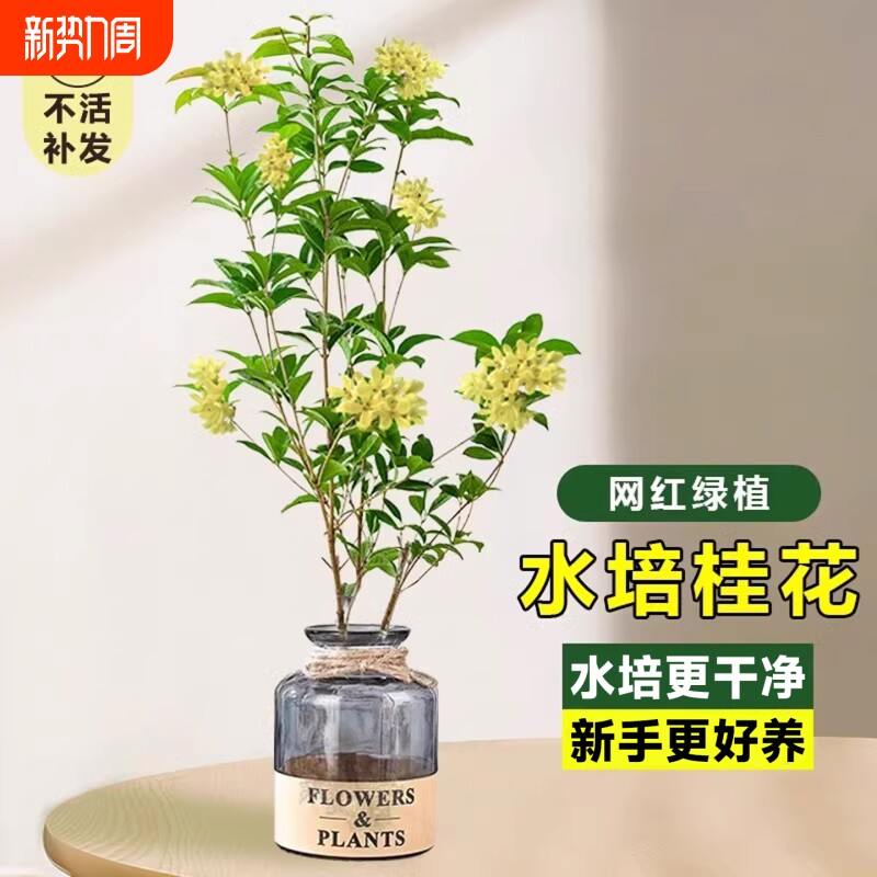 水培桂花盆栽树苗水养植物四季桂花鲜切花浓香型室内好养绿植花卉