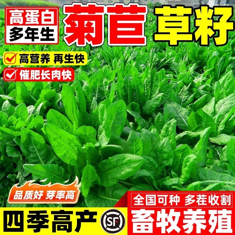 大叶将军菊苣种子四季高产草籽养殖家禽牧草种籽护坡种植多年生