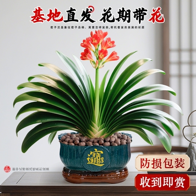 君子兰盆栽带花苞名贵绿植