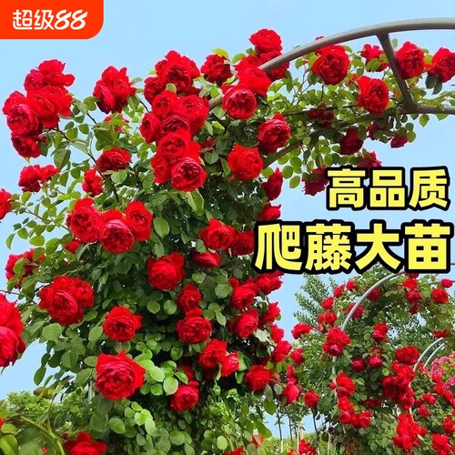 爬墙攀援庭院植物开花藤本月季