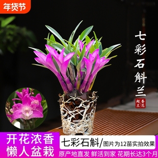 带花七彩香水石斛兰花四季好养室内绿植浓香改善睡眠绿植净化空气