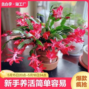 蟹爪兰盆栽带花苞重瓣新品 花卉植物室内螃蟹抓花四季 开花客厅阳台