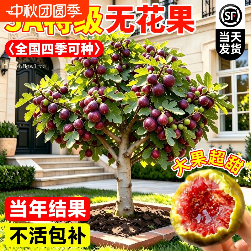 波姬红无花果盆栽当年结果图片