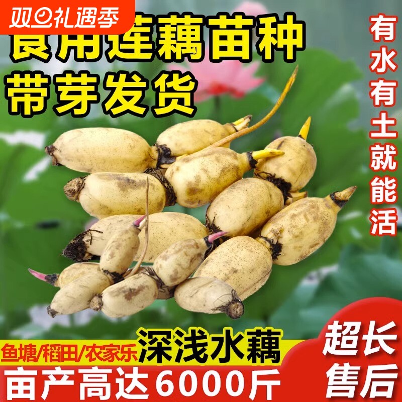 莲藕苗种食用种根粉莲藕种根