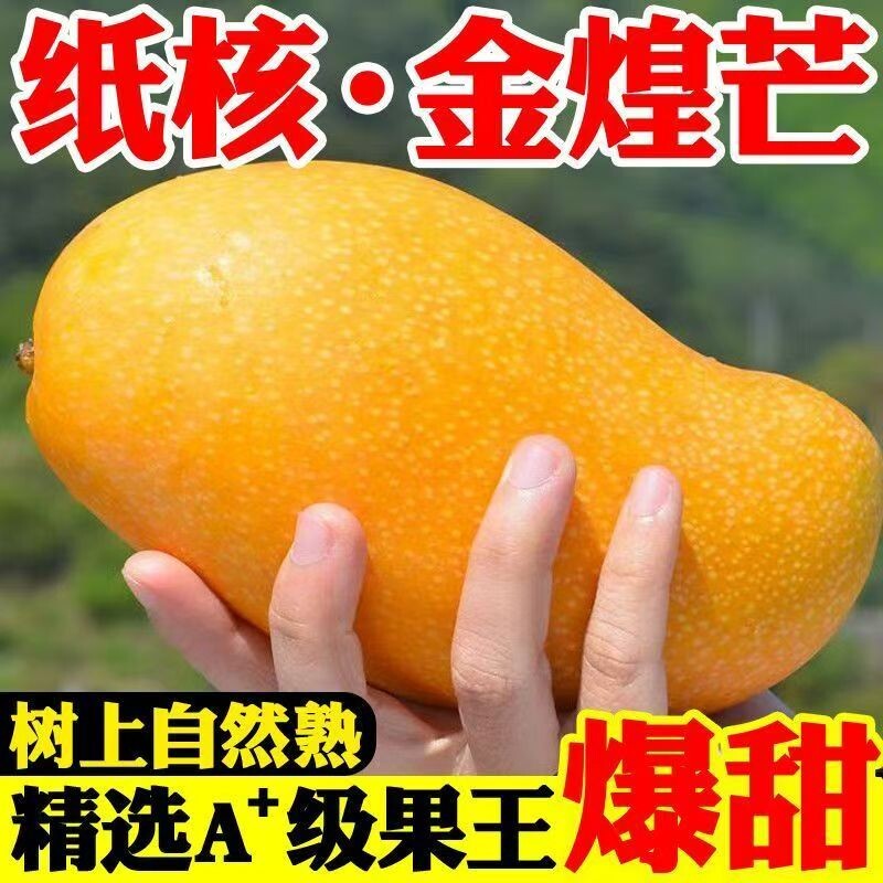 【特级大果】海南金煌芒青芒特大号芒果现摘新鲜当季水果整箱薄皮
