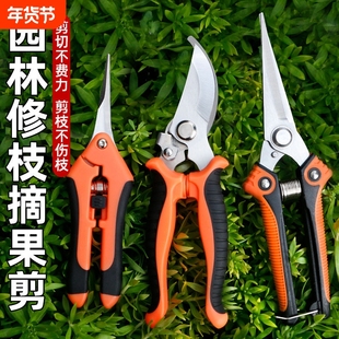家用修枝剪果树专用剪子园艺剪不锈钢剪树枝绿化嫁接剪刀修剪剪枝