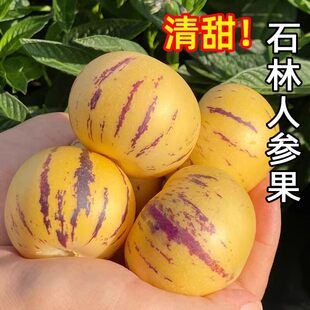 云南人参果黄心低糖云南水果露天种植树熟果大果特大果果王任你选