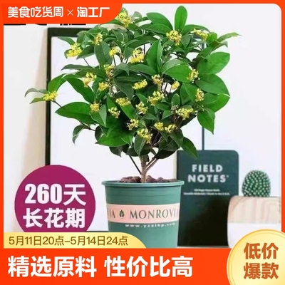 桂花树苗四季桂盆栽室内阳台庭院浓香型花卉植物客厅好养桌面老桩