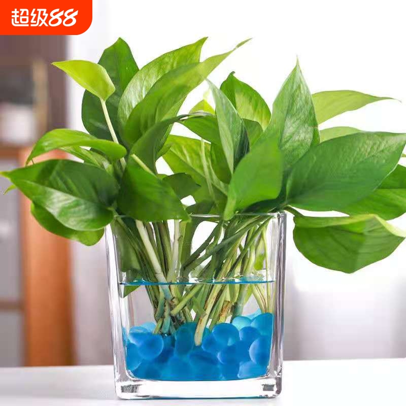 透明水养植物加厚玻璃方缸家用客厅花瓶桌面摆件简约玻璃水培花瓶