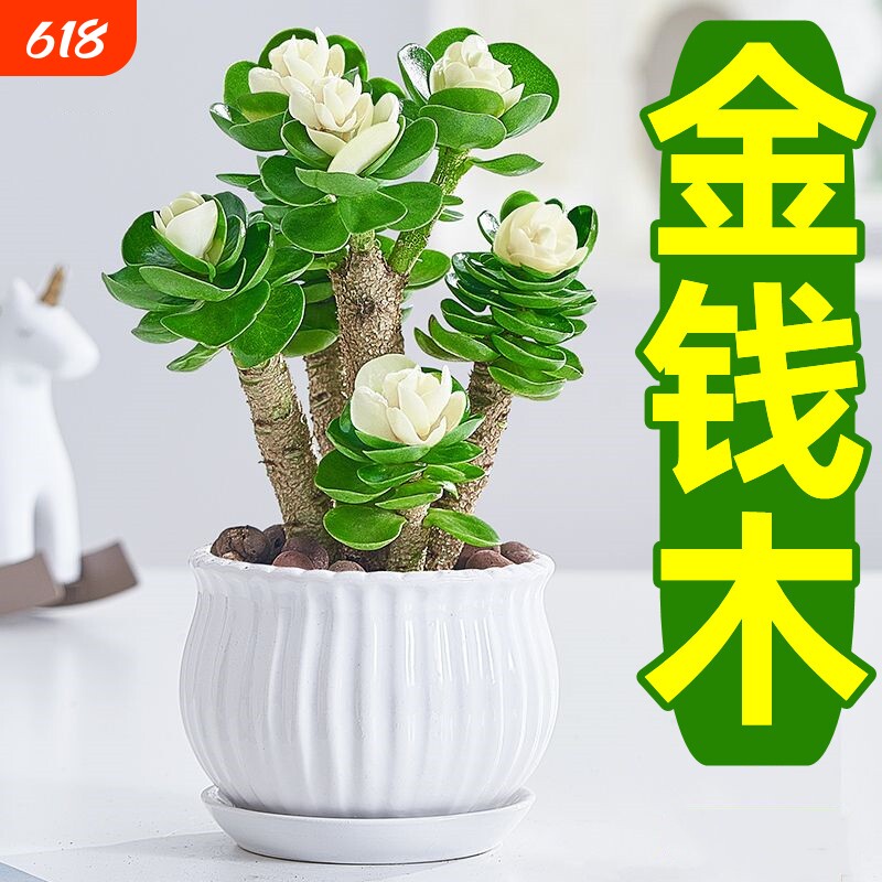 金钱木盆栽发财树老桩多肉植物小金钱树室内招财绿植花卉客厅桌面