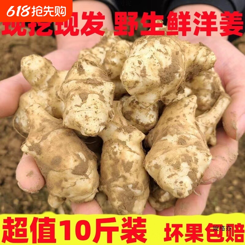 洋姜新鲜现挖现发批发现挖野生鬼子姜不辣菊芋腌制泡菜白姜种子