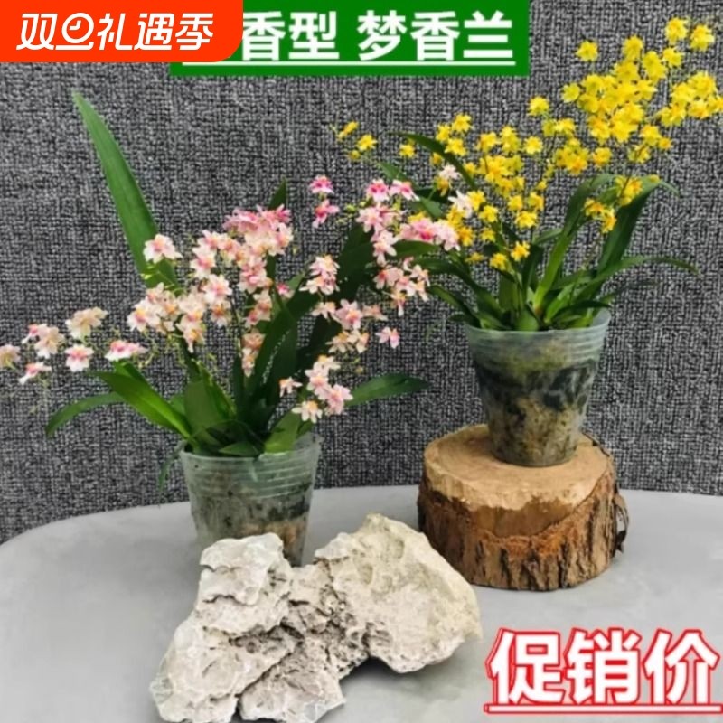 梦香兰盆栽带花苞罗曼香兰花卉文心兰跳舞兰办公室桌面绿植客厅